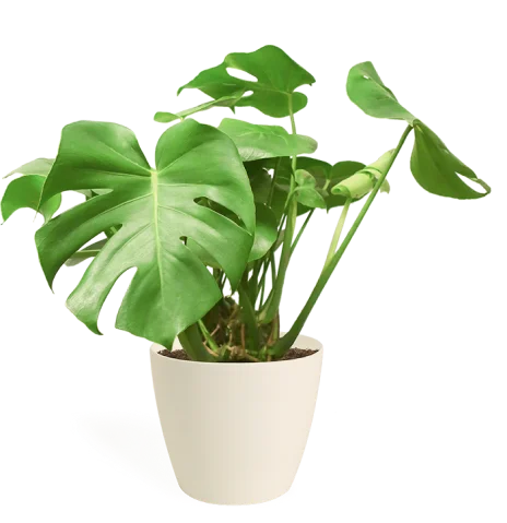 houseplant