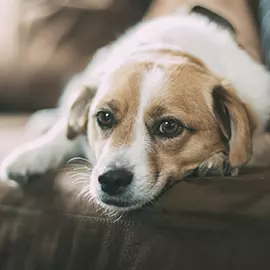 Pet Charly
