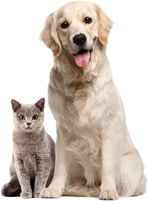 Dog and cat