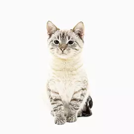 Pet Freddie