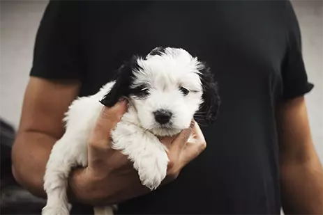 Pet Sophia