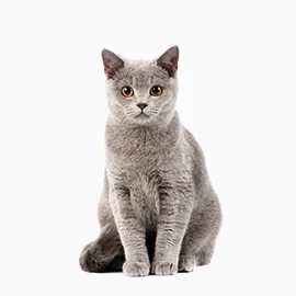 Pet Timmy